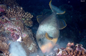 Maldives 2021 - Baliste a marges jaunes - Giant triggerfish - Pseudobalistes flavimarginatus - DSC00725_rc